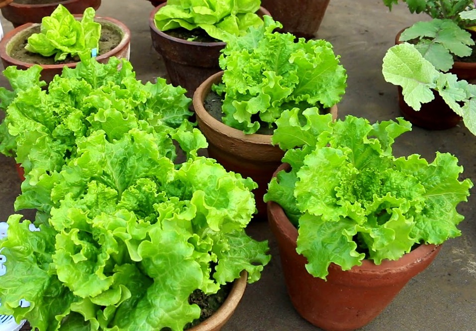 টবেই লেটুস চাষ