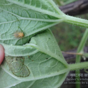 বাঙ্গির কাঁঠালে পোকা
