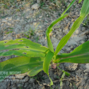 ভুট্টার ক্যালসিয়ামের ঘাটতি