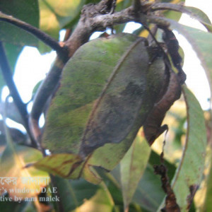 আমের শুটি মোল্ড