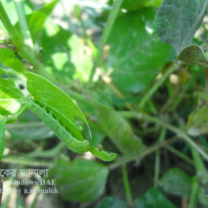 ফেলনের ফল ছিদ্রকারী পোকা