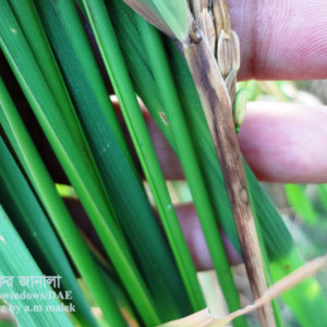 ধানের খোলপচা রোগ