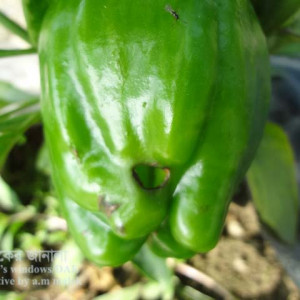 মিষ্টি মরিচের ফলছিদ্রকারি পোকা