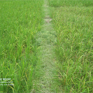 মাজরা পোকা