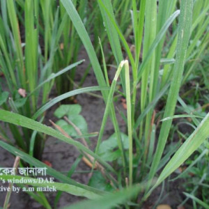 ধানের গলমাছি