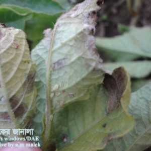 আলুর জাব পোকা