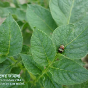 আলুর ফ্লি বিটল