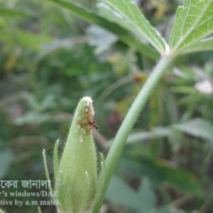 ঢেঁড়শের জাব পোকা