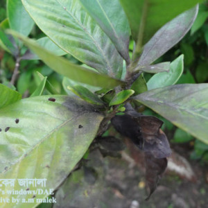 পাতাবাহারের সুটিমোল্ড রোগ