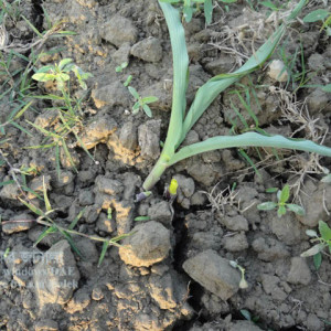 ভুট্টার কাটুই পোকা