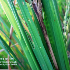 ধানের খোলপচা রোগ