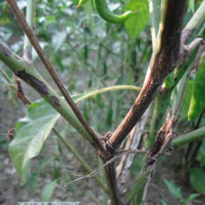 মরিচের ব্লাইট রোগ
