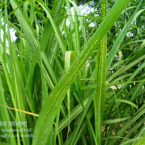 আখের সাদা মাকড়